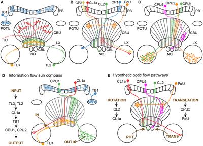 Integration of optic flow into the sky compass network in the brain of the desert locust